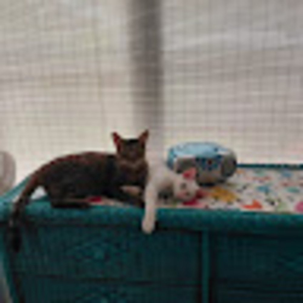 Meet your Posher, Dawn joy